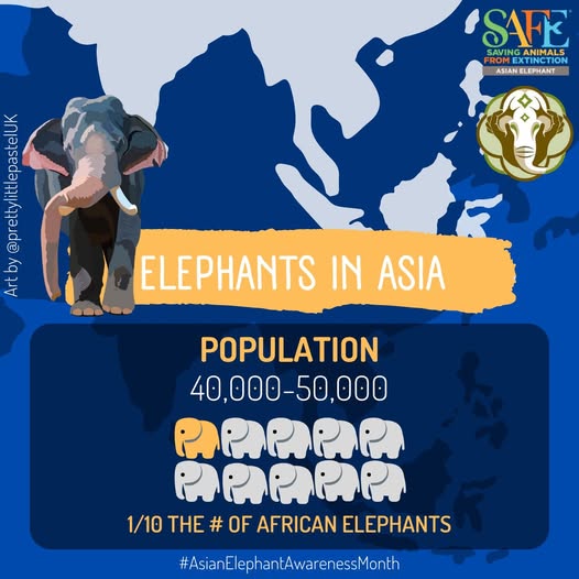 SAFE Elephants - Elephant Graphic
