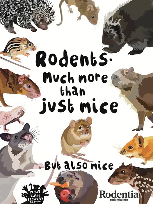 Rodentia x ABWAK 2nd place poster competition winner.