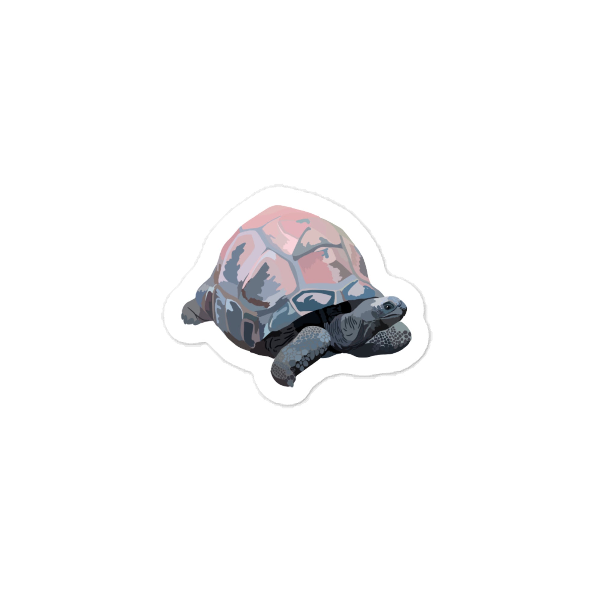Aldabra Giant Tortoise 3